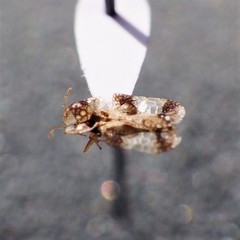 Corythucha