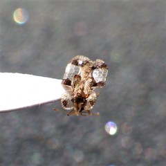 Corythucha