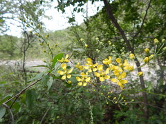 Echinopterys eglandulosa