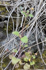 Erythranthe alsinoides