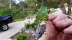 Paracyrtophyllus robustus