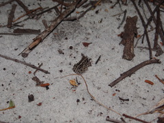 Physalaemus kroyeri