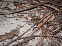 Physalaemus kroyeri
