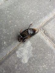 Hydrophilus aterrimus