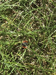 Coccinella septempunctata