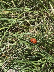 Coccinella septempunctata