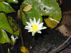 Nymphaea pulchella