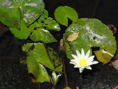Nymphaea pulchella