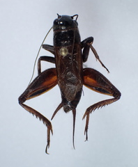 Gryllus rubens