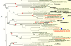 Coprinopsis mitrispora
