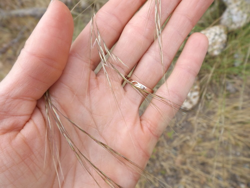 Image of Nassella cernua by (c) Amy, some rights reserved (CC BY)