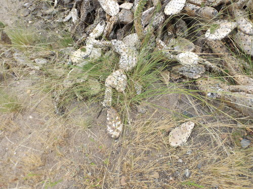 Image of Pasto Nudillo (Nassella cernua) by (c) Amy, some rights reserved (CC BY)