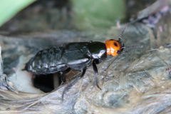 Creophilus lanio