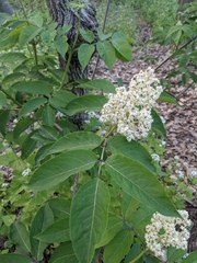 Sambucus racemosa