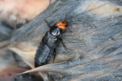 Creophilus lanio