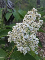 Sambucus racemosa