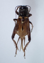 Gryllus texensis