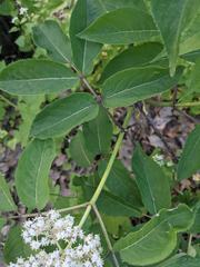 Sambucus racemosa