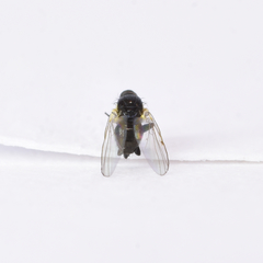 Calycomyza platyptera