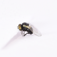Calycomyza platyptera