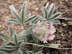 Trifolium andersonii