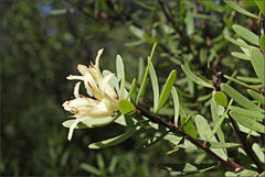 Persoonia muelleri