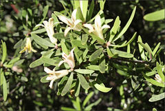Persoonia muelleri