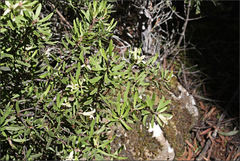 Persoonia muelleri