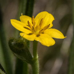 Hypoxis argentea argentea