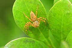 Hamadruas hieroglyphica