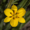 Small Yellow Stargrass - Photo (c) Brendan Cole, some rights reserved (CC BY-NC-ND), uploaded by Brendan Cole