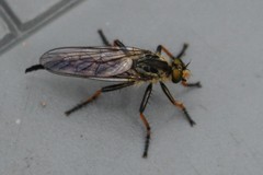 Neoitamus orphne