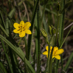 Hypoxis argentea argentea