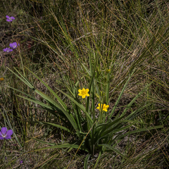 Hypoxis argentea argentea