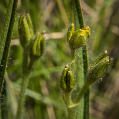 Hypoxis argentea argentea