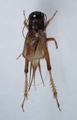 Gryllus staccato