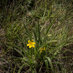 Hypoxis argentea argentea