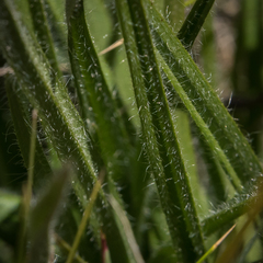 Hypoxis argentea argentea