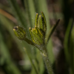 Hypoxis argentea argentea