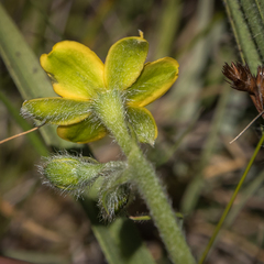 Hypoxis argentea argentea