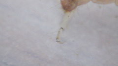 Polycentropus