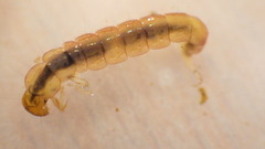 Polycentropus