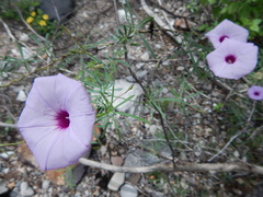 Ipomoea ternifolia