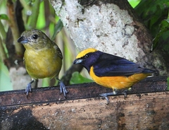 Euphonia saturata