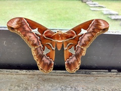 Rothschildia speculifer