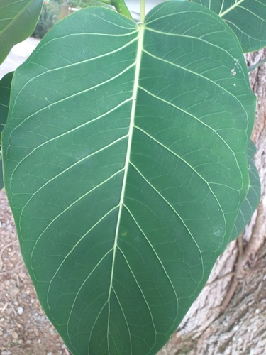 Ficus nymphaeifolia image