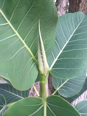 Ficus nymphaeifolia