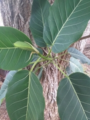 Ficus nymphaeifolia