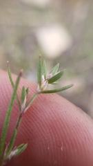 Polygonum polygaloides