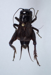 Gryllus veletisoides